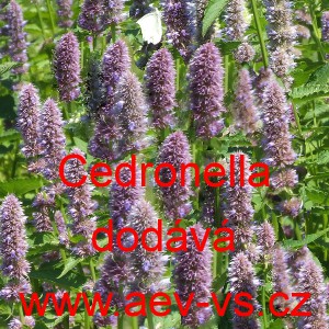 Agastache mexická Blue (citronová máta)