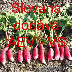 Ředkvička Slovana