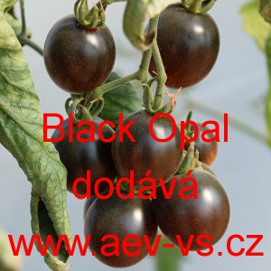 Rajče tyčkové Black Opal