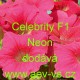 Petúnie mnohokvětá Celebrity F1 Neon