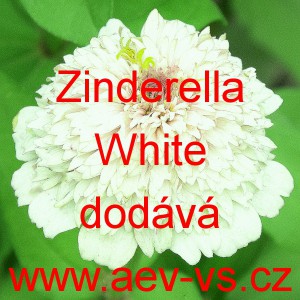 Ostálka sličná, lepá Zinderella White