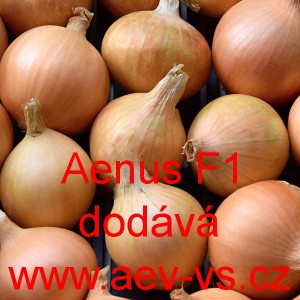 Cibule jarní kuchyňská hybridní Aeneus F1