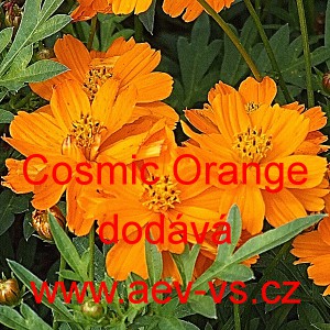 Krásenka žlutá, sírožlutá Cosmic Orange