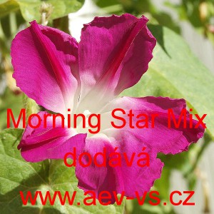 Povíjnice nachová Morning Star Mix