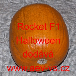 Tykev obecná hybridní Rocket F1 Halloween