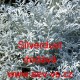 Starček přímořský stříbrný Silverdust