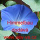 Povíjnice trojbarvá Himmelblau