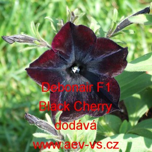 Petúnie velkokvětá Debonair F1 Black Cherry