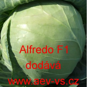 Zelí hlávkové bílé hybridní Alfredo F1